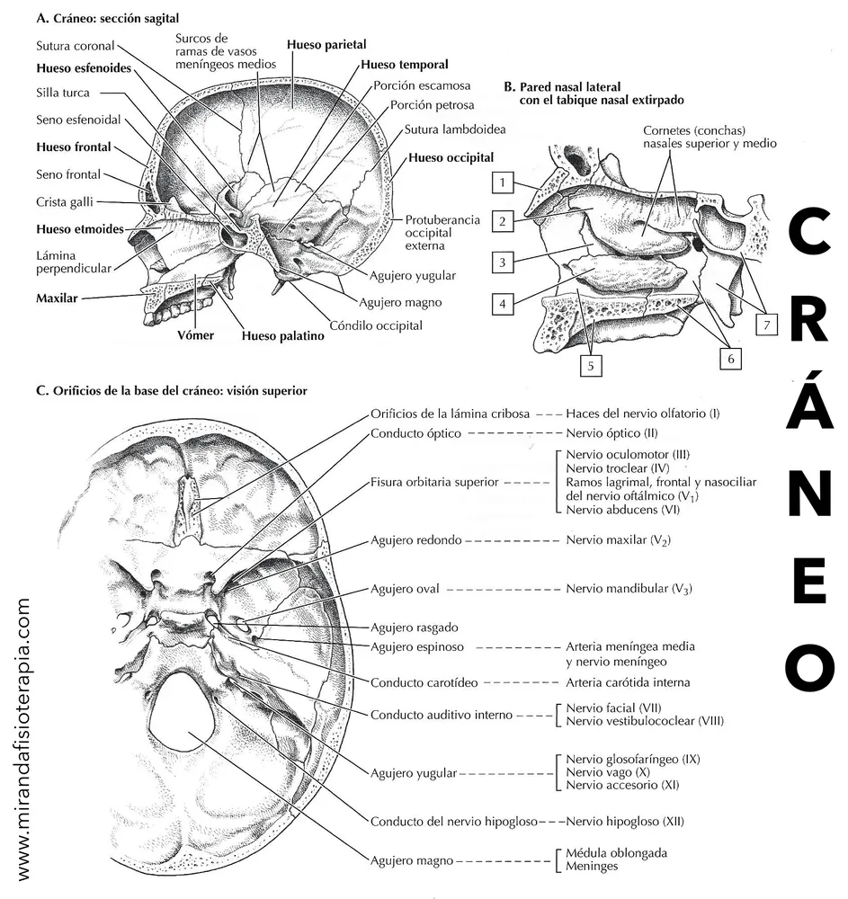 Para colorear del Cráneo Interno | Libros de anatomia, Anatomía dental,  Anatomía