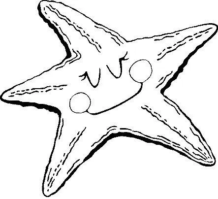 COLOREAR DIBUJOS DE ESTRELLAS DE MAR | Dibujos para colorear