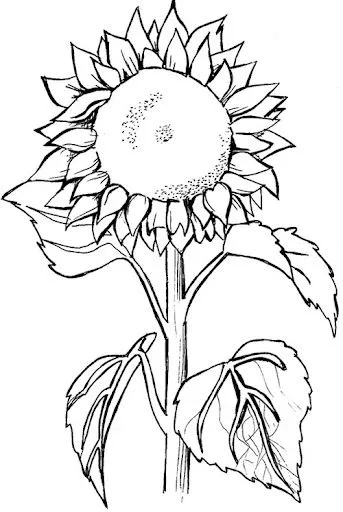 COLOREAR DIBUJOS DE GIRASOLES | Dibujos para colorear