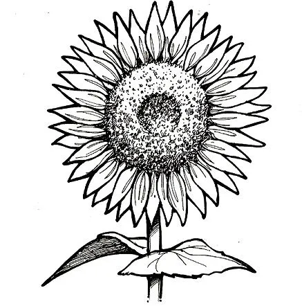 COLOREAR DIBUJOS DE GIRASOLES | Dibujos para colorear