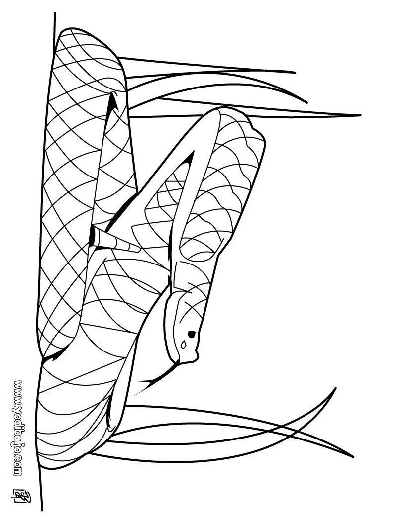 Colorear dibujos SERPIENTE, serpiente de cascabel para imprimir