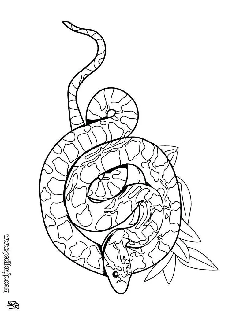 Colorear dibujos SERPIENTE, serpiente Sibon para imprimir