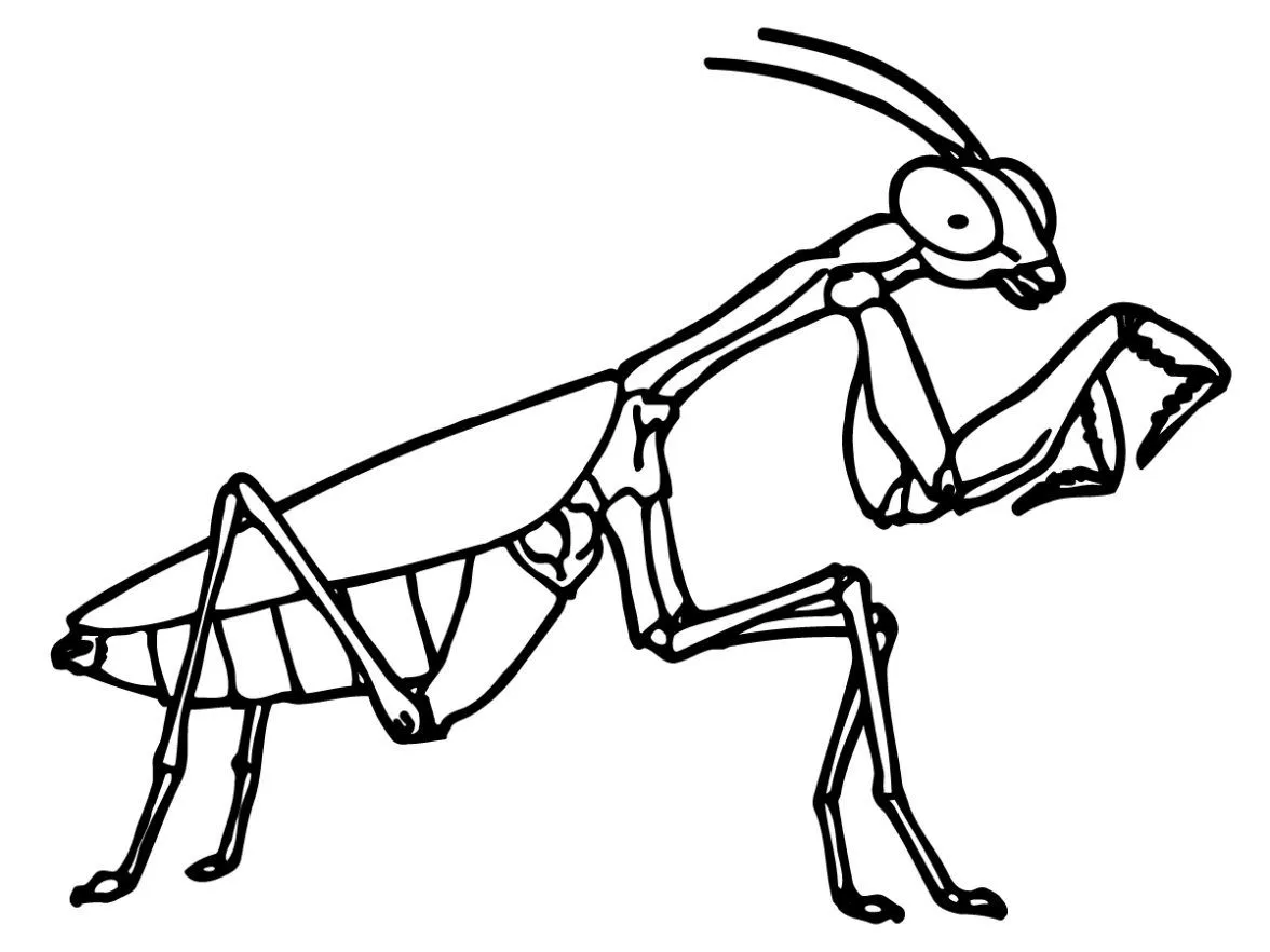 colorear-mantis-religiosa-4- ...