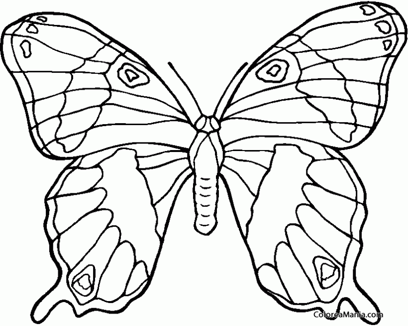 Colorear Mariposa con alas perfectas (Insectos), dibujo para colorear gratis