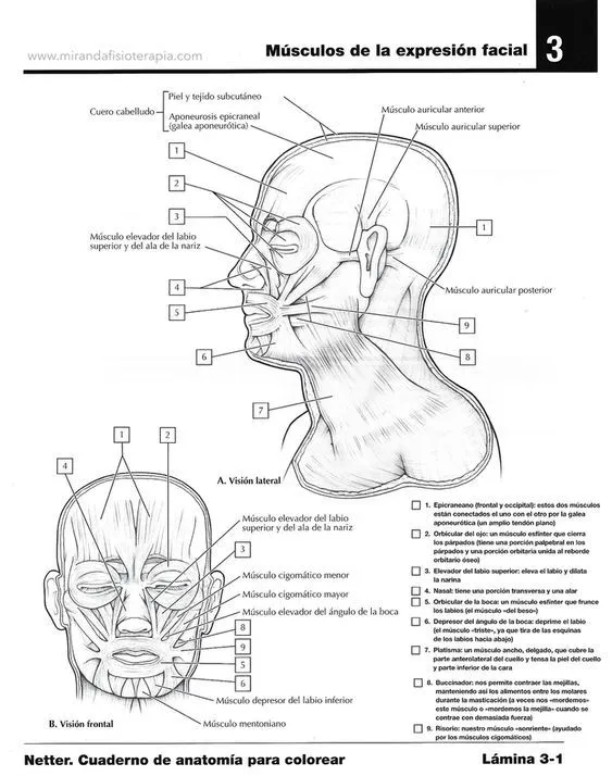 Para colorear de los músculos de la cara | Músculos de la expresión facial,  Músculos de la cara, Anatomia humana musculos