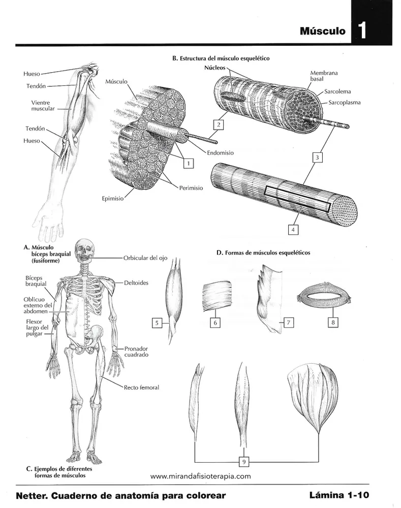 para colorear partes del músculo | Anatomía, Libros de anatomia, Anatomia  musculos