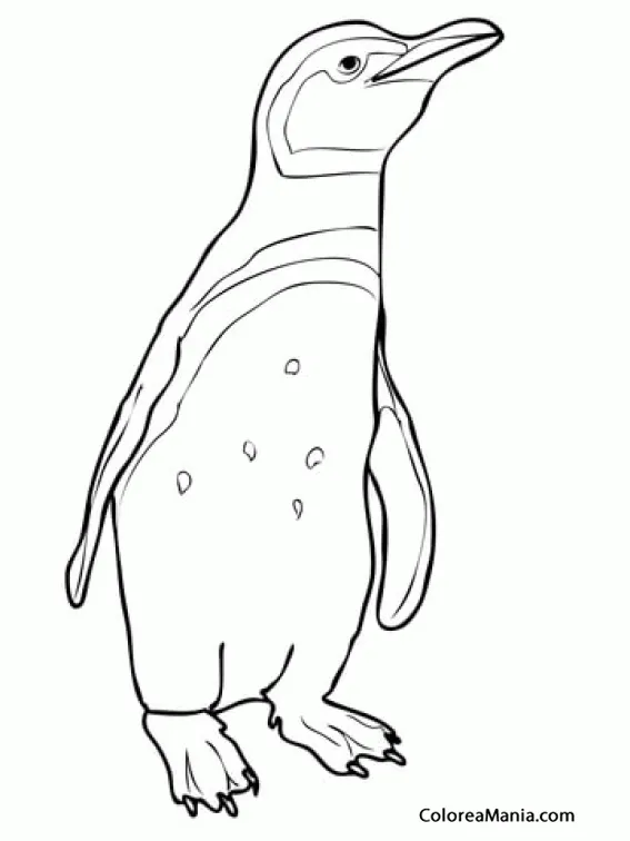 Colorear Pequeño Pingüino de Magallanes (Animales Polares), dibujo para  colorear gratis