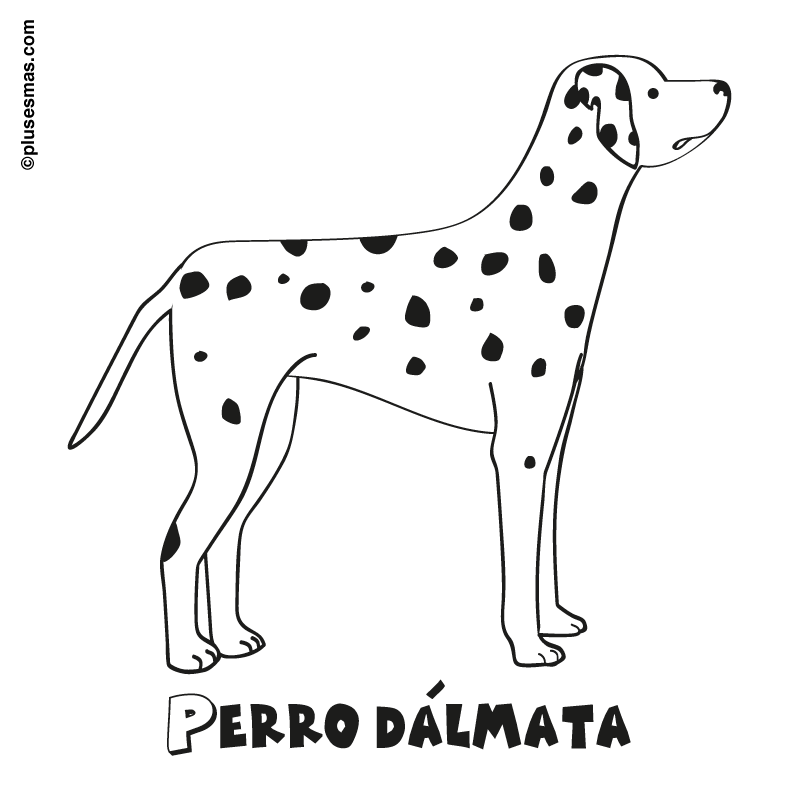 Colorear un perro dálmata. Colorear con niños. Ocio en casa ...