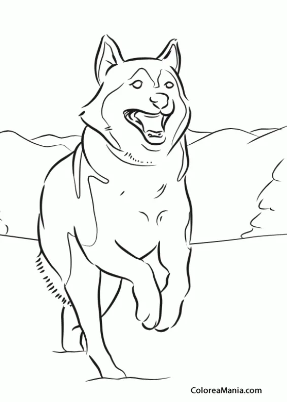 Colorear Perro Husky siberiano 2 (Animales Domésticos), dibujo ...