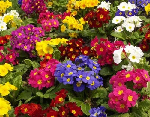 colores-flores