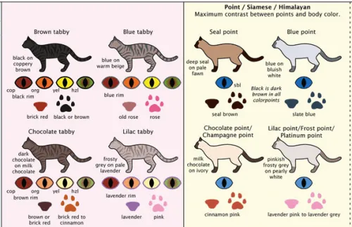 Colores y formas del pelo de los gatos – Refugio Antiaéreo