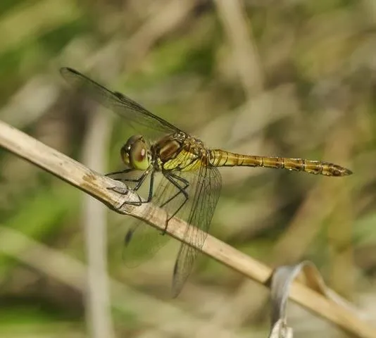 Los colores de las libélulas, rojo (Sympetrum striolatum) - Paperblog