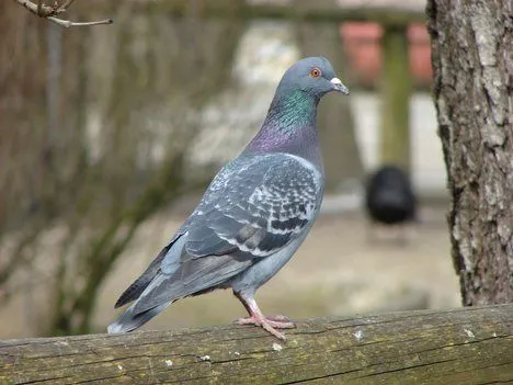 Los colores de las palomas y una terrible descripción de dos ...