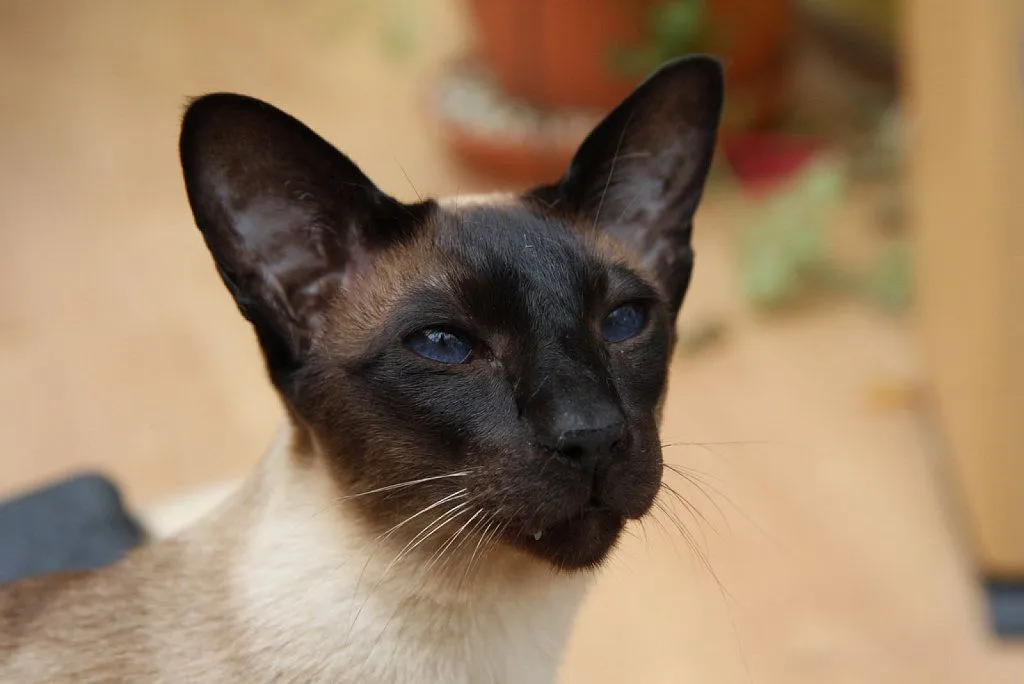 colores de siameses | Cuidar de tu gato es facilisimo.