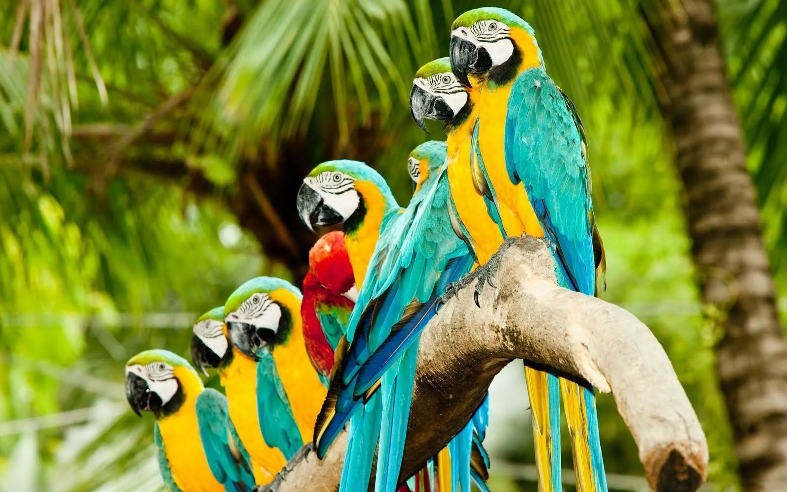 Colorfull HD Parrot Wallpapers ~ NatureWallBase