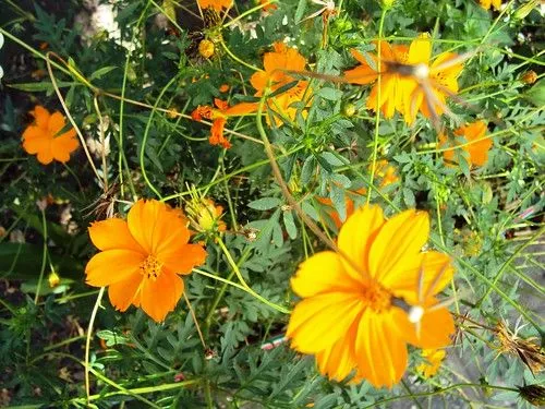 Coloridas y hermosas flores en el jardín en pleno verano. | Flickr ...