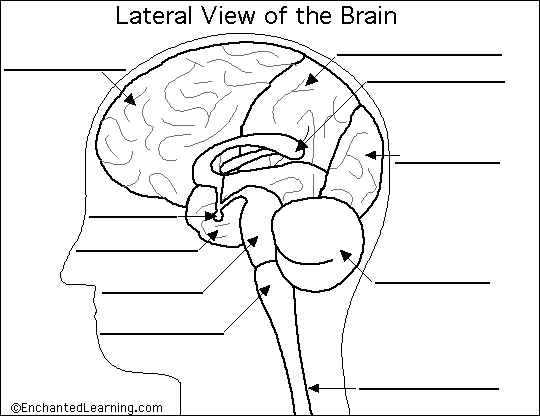 COLORING PAGES BRAIN ANATOMY | Coloring Pages Printable