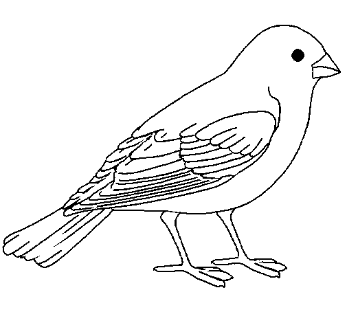 Colorir e Pintar: Aves para colorir