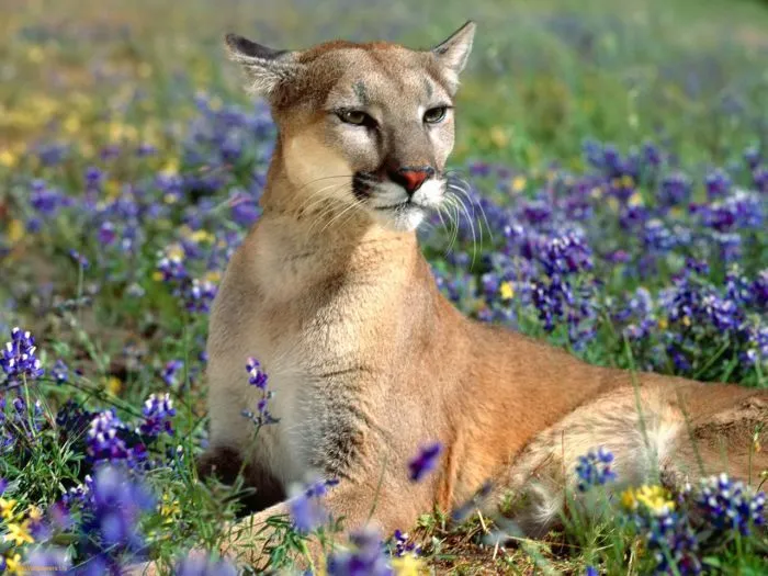 Colours of Life...: Puma - The Mountain Animal