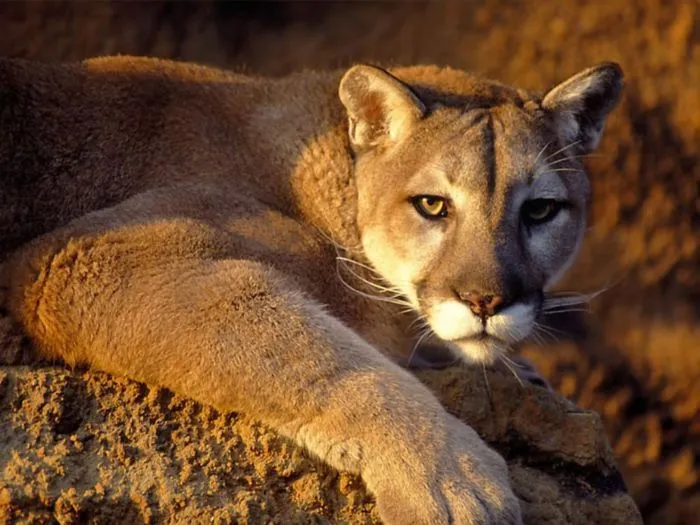 Colours of Life...: Puma - The Mountain Animal