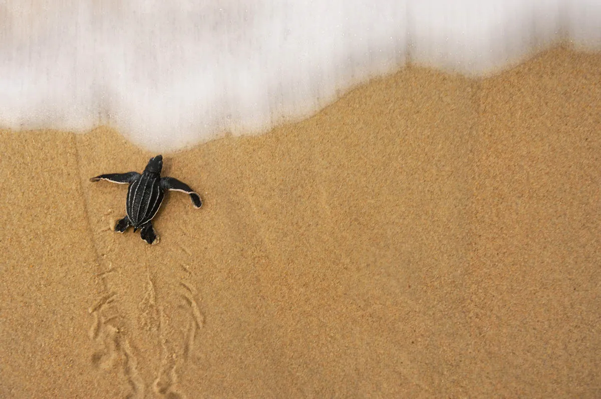 Coltra: Fotografias - Brian Skerry