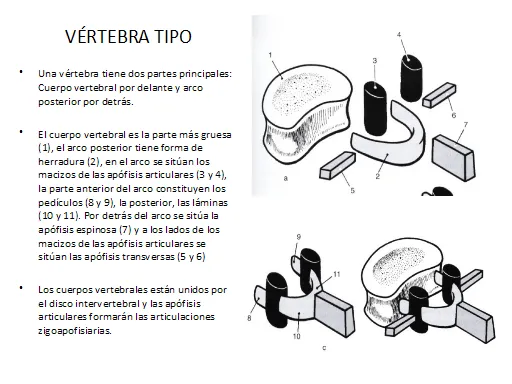 La columna vertebral - Monografias.