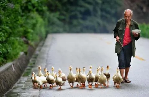 COMANDO AMELIA: BANGKOK - HOMBRE CONDUCIENDO SUS PATOS