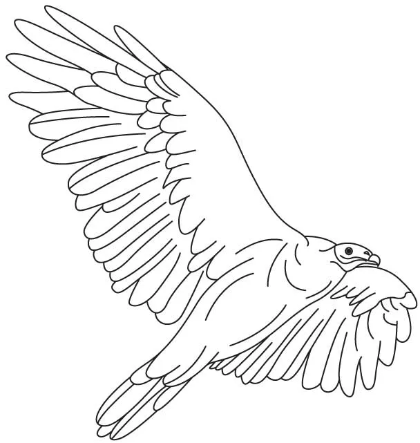 Vulture fly high coloring page | Download Free Vulture fly high ...