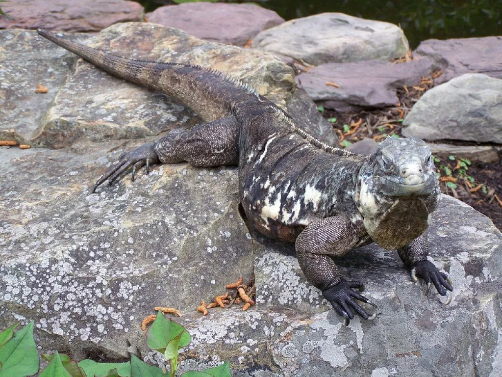 que comen las iguanas | Cuidar de tu mascota es facilisimo.