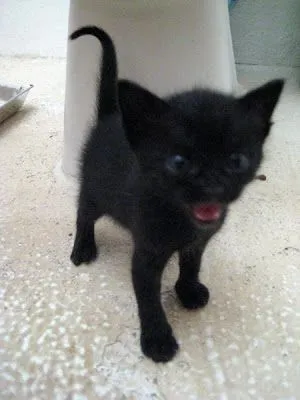 Cuando comenzaban a caminar. Gatillo era la más mariquita de todas ...