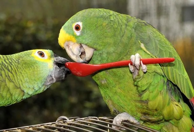 Comer animales”, el libro que deberían evitar los carnívoros ...