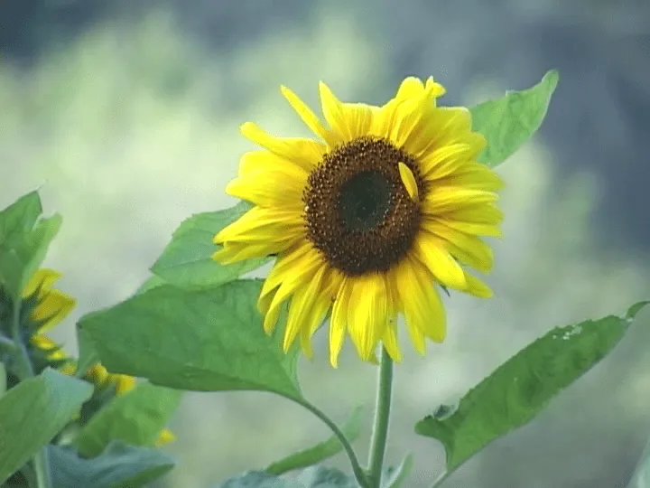 Comercializará producciones en Varadero Proyecto de Flores Finas y ...