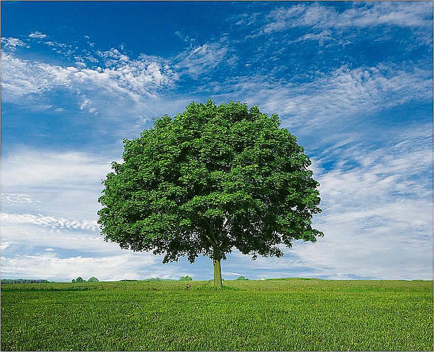 Comercio: El Arbol de La Vida