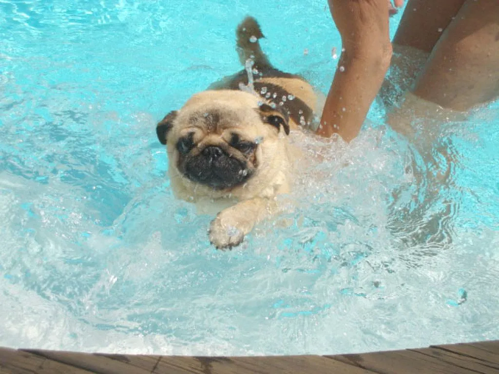 cuidados de un perro pug | Cuidar de tu perro es facilisimo.