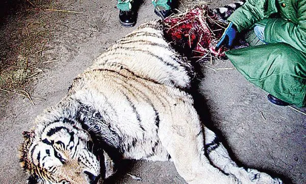 SE COMIERON UN TIGRE BLANCO PORQUE SE MORIAN DE HAMBRE | Noticiero ...