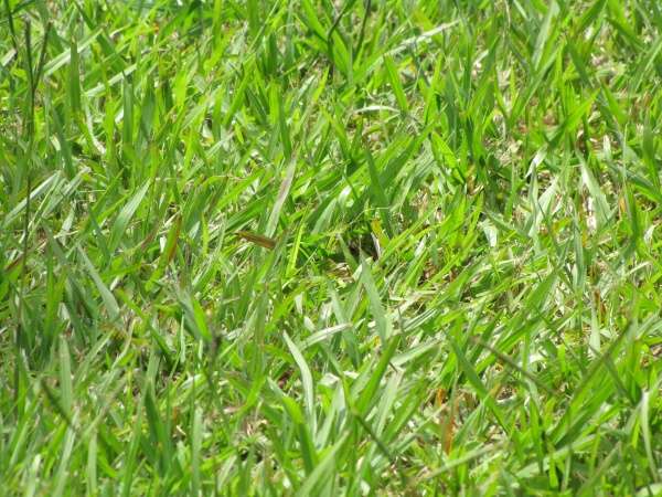 Common name: pasto horqueta - Paspalum notatum