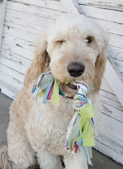 como hacer juguetes para perros caseros | Todo Manualidades