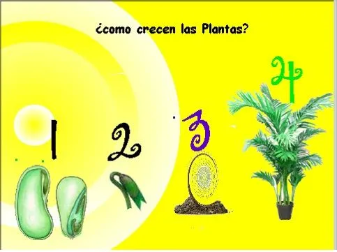 como+crecen+las+plantas.jpg