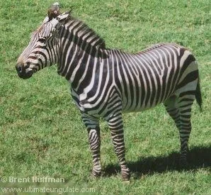 Compañeros de viaje: Cebra de montaña (Equus zebra)