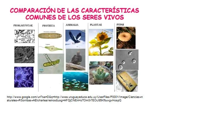 COMPARACIONES DE LAS CARACTERÍSTICAS DE LOS SERES VIVOS | NATURuelezA