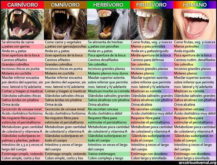 Comparativa entre CARNÍVOROS, HERBÍVOROS Y SERES HUMANOS | La ...