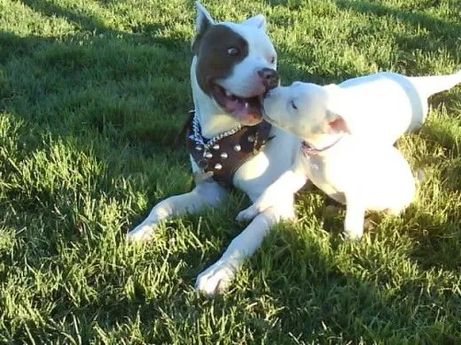 Compartiendo un poco de mi felicidad - (American Pit Bull Terrier ...