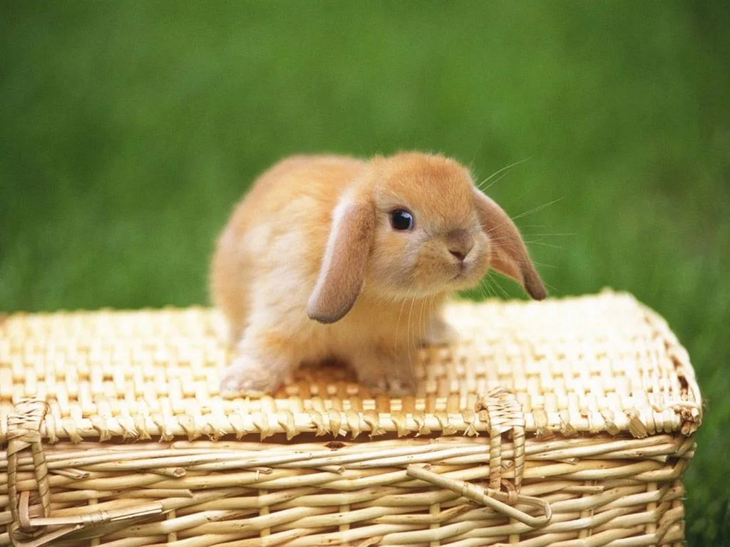 Compartiendo Fondos : animalitos tiernos fondos de pantalla