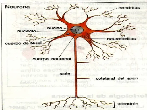 Componentes de la Personalidad - Monografias.com