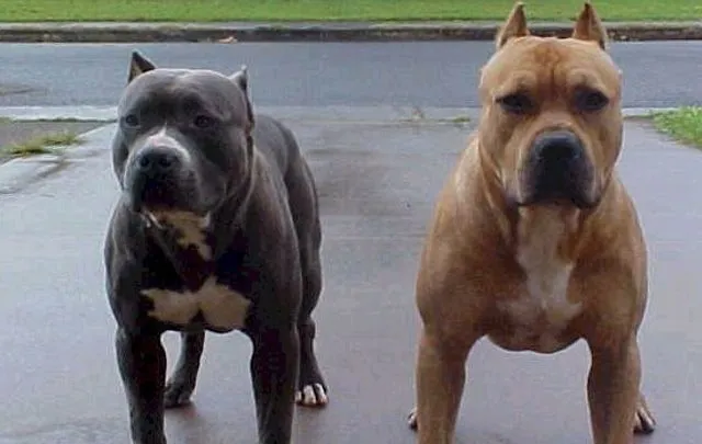 imagenes para facebook de perros pitbull - IMG MLP