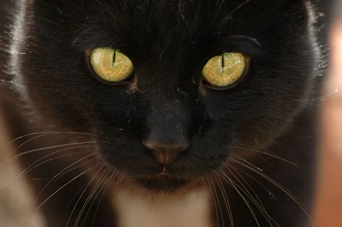 Comportamiento de perros, comportamiento de gatos, comportamiento ...