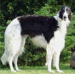 Comportamiento de la raza de perro Borzoi