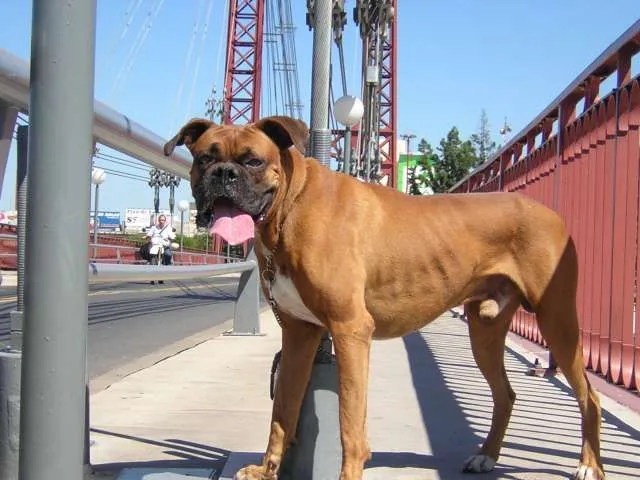 Comportamiento de la raza de perro Boxer