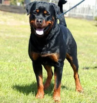 Comportamiento de la raza de perro Rottweiler