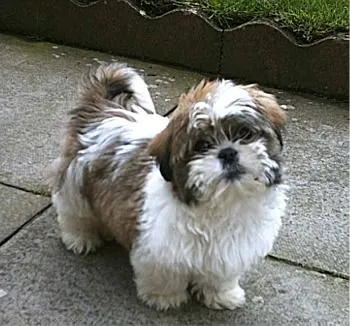 Comportamiento de la raza de perro Shihtzu